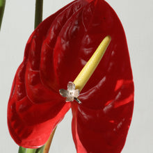 Cargar imagen en el visor de la galería, Bloom Ring
